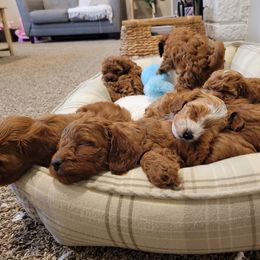 Cavapoo Puppies from Mandy Martin