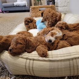 Cavapoo Puppies from Mandy Martin