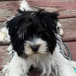 Yorkshire Terriers from Cutie Patootie Paws