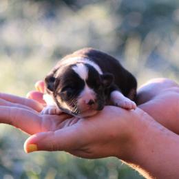 Bear - Black and tan male American Corgi puppy in Scio, Oregon from Abundant Joy Corgis