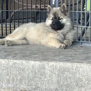 Girl 3 - Wolfgray female Eurasier puppy in Soap Lake, Washington from Falling Cedar Farm Samoyeds and Eurasier’s