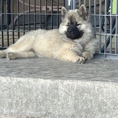 Girl 3 - Wolfgray female Eurasier puppy in Soap Lake, Washington from Falling Cedar Farm Samoyeds and Eurasier’s