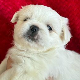 Chip - White male Pekingese puppy in Mabank, Texas from Peke Lovers of Texas
