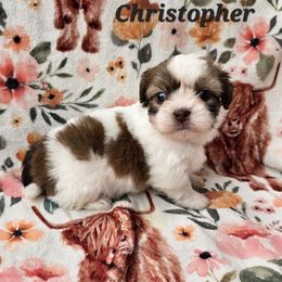 Christopher - Tricolor male Shih Tzu puppy in Turbotville, Pennsylvania from Melanie's Little Lions