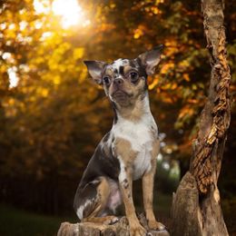 Geloto - Chihuahua