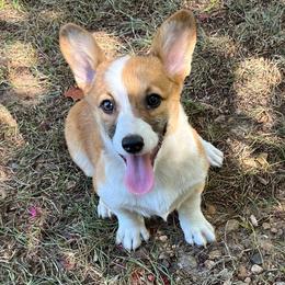 Tootsie - Red female Pembroke Welsh Corgi puppy in Hope, Arkansas from Foxy Knoll Farm