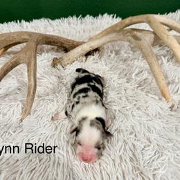 Flynn Rider - Blue merle male Australian Shepherd puppy in Vernal, Utah from Dancing M Kennels