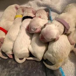 Golden Retriever Puppies from Golden Dust Retrievers