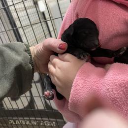 Girl 2 - Black female Labradoodle puppy in Craig, Nebraska from Top Knot Companions Poodles and Labradoodles