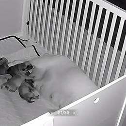 Pug Puppies from RD Pugs