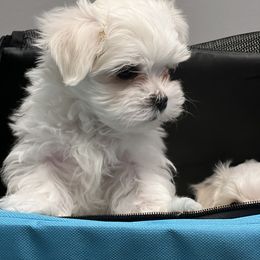 "Zero" Maltese Puppies from Genice’s Small Wonders