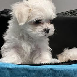 "Zero" Maltese Puppies from Genice’s Small Wonders