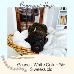 Grace - Chocolate female Goldendoodle puppy in Montgomery, Texas from Dacus Doodles