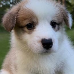 Bolt - White and fawn male Pembroke Welsh Corgi puppy in Millersville, Maryland from Corgis by the bay