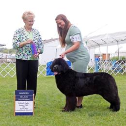 Newfoundland puppies from Faithful Acres Newfs