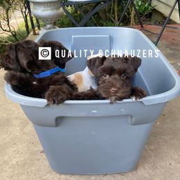 Miniature Schnauzer Puppies from Quality Schnauzer