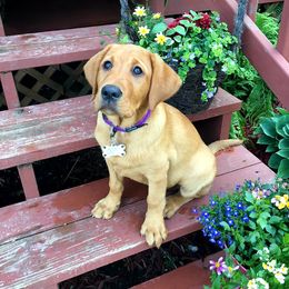 Labrador Retriever Puppies from Hidden River Retrievers