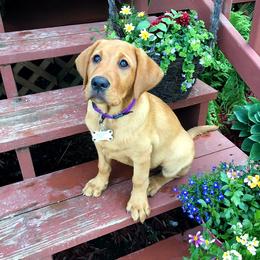 Labrador Retriever Puppies from Hidden River Retrievers