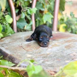 Nani - Black and tan female Dachshund puppy in Salters, South Carolina from Long-Pine Dachshund