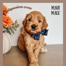 Maui - Red  male Goldendoodle puppy in Hilton, New York from The House of Goldendoodle