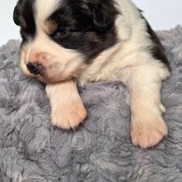 Malia - Black tri-color female Australian Shepherd puppy in Jameson, Missouri from Sky Creek