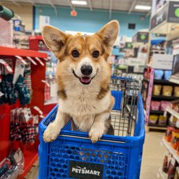 Thunder - Pembroke Welsh Corgi