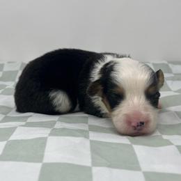 Sherbet (fluffy) - Black and tan male Pembroke Welsh Corgi puppy in Waco, Texas from The Comma Corgis