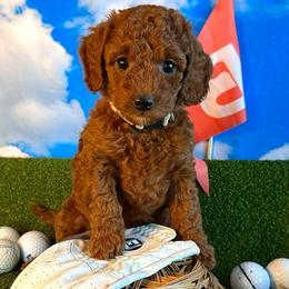TaylorMade “Taylor” - Red  female Goldendoodle puppy in Chelan, Washington from North Cascades Doodles