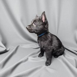 Boy 4 - Black male German Shepherd puppy in Altoona, Florida from Blue Line Shepherds