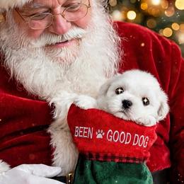 Shichon and Shih Tzu Puppies from Angie’s Teddy Bear Puppies Minnesota