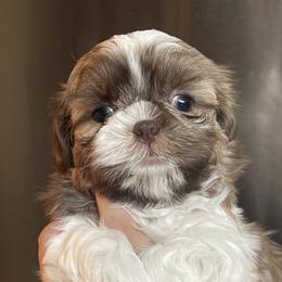 Shih Tzu Puppies from The Townsend Tzu