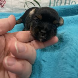 Tyson - Black and tan male Yorkshire Terrier puppy in Belpre, Ohio from Blackwoods Yorkies