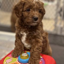 Cavapoo Puppies from Carolina Springs Breeding
