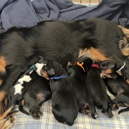 Cavalier King Charles Spaniel Puppies from Cavalier King Charles Heartland