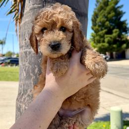 Red Collar - Parti female Assorted Doodle Crosses puppy in Marysville, California from Dailey Doodles and Dachshunds