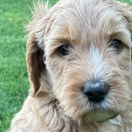 Girl 6 - Labradoodle puppy in Statesville, North Carolina from Labradoodles of the Foothills