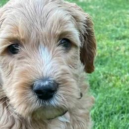 Girl 6 - Labradoodle puppy in Statesville, North Carolina from Labradoodles of the Foothills