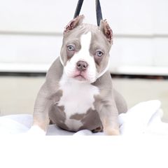 Shorty Bull Puppies from Exquisite Star Kennel