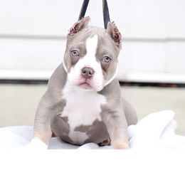 Shorty Bull Puppies from Exquisite Star Kennel