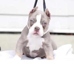 Shorty Bull Puppies from Exquisite Star Kennel