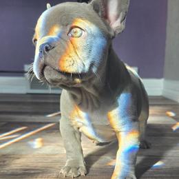 Bubbles - Tricolors female French Bulldog puppy in Windsor, Colorado from NOCO French Bulldogs