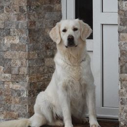Hailey - Golden Retriever