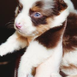 Cyrus - Red merle male Australian Shepherd puppy in Austin, Texas from Sweetwater Australian Shepherds