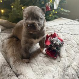 Belle - Red and white female Siberian Husky puppy in Ravena, New York from Osiris’s Siberians & Pomskies