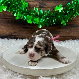 Rachel - Brown roan female Cockapoo puppy in Lancaster, Missouri from Cavapoo Acres
