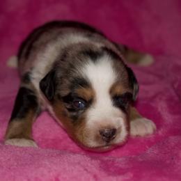 Shania Twain - Blue merle female Miniature Australian Shepherd puppy in Godley, Texas from Bradley Kennels