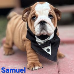 Samuel - Red male Bulldog puppy in Lakeland, Florida from Fur Love And Puppies