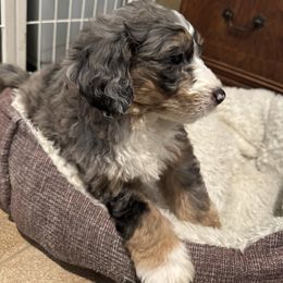 Bianca - Blue merle female Bernedoodle puppy in Forsyth, Illinois from Birdies Mini Bernedoodles