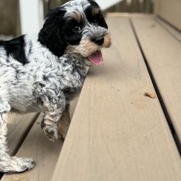 Australian Labradoodle Puppies from Liberty Hill Labradoodles
