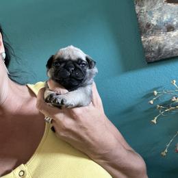 Girl 1 - Fawn female Pug puppy in Chino Valley, Arizona from Blecker Kennel